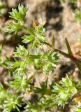 Scleranthus annuus. Верхушка побега с цветками. Томская обл., Томский р-н, окр. с. Черная Речка, опушка соснового леса, на песке. 05.07.2008.