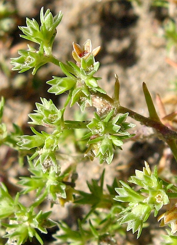 Image of Scleranthus annuus specimen.