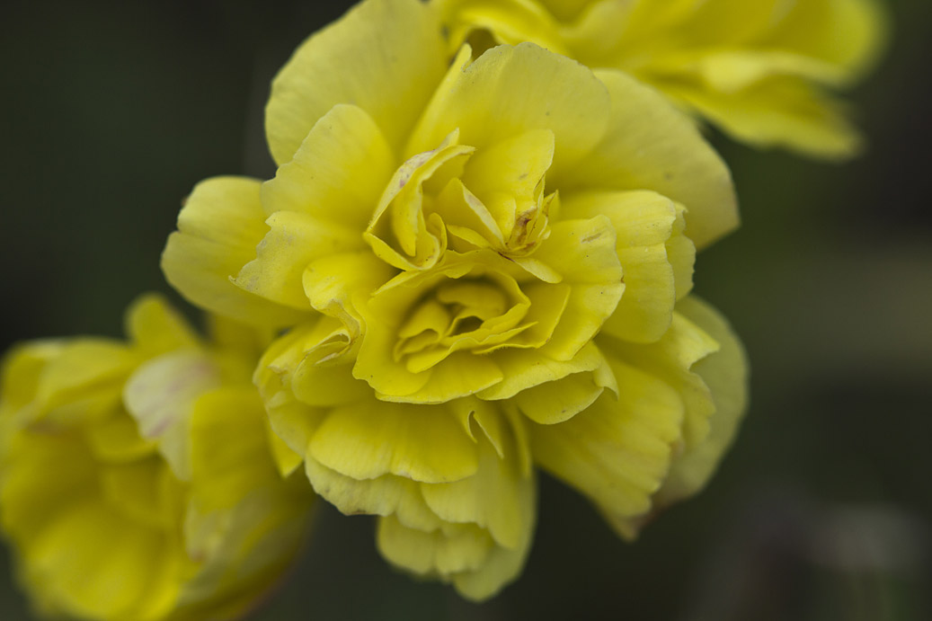 Image of Oxalis pes-caprae f. pleniflora specimen.