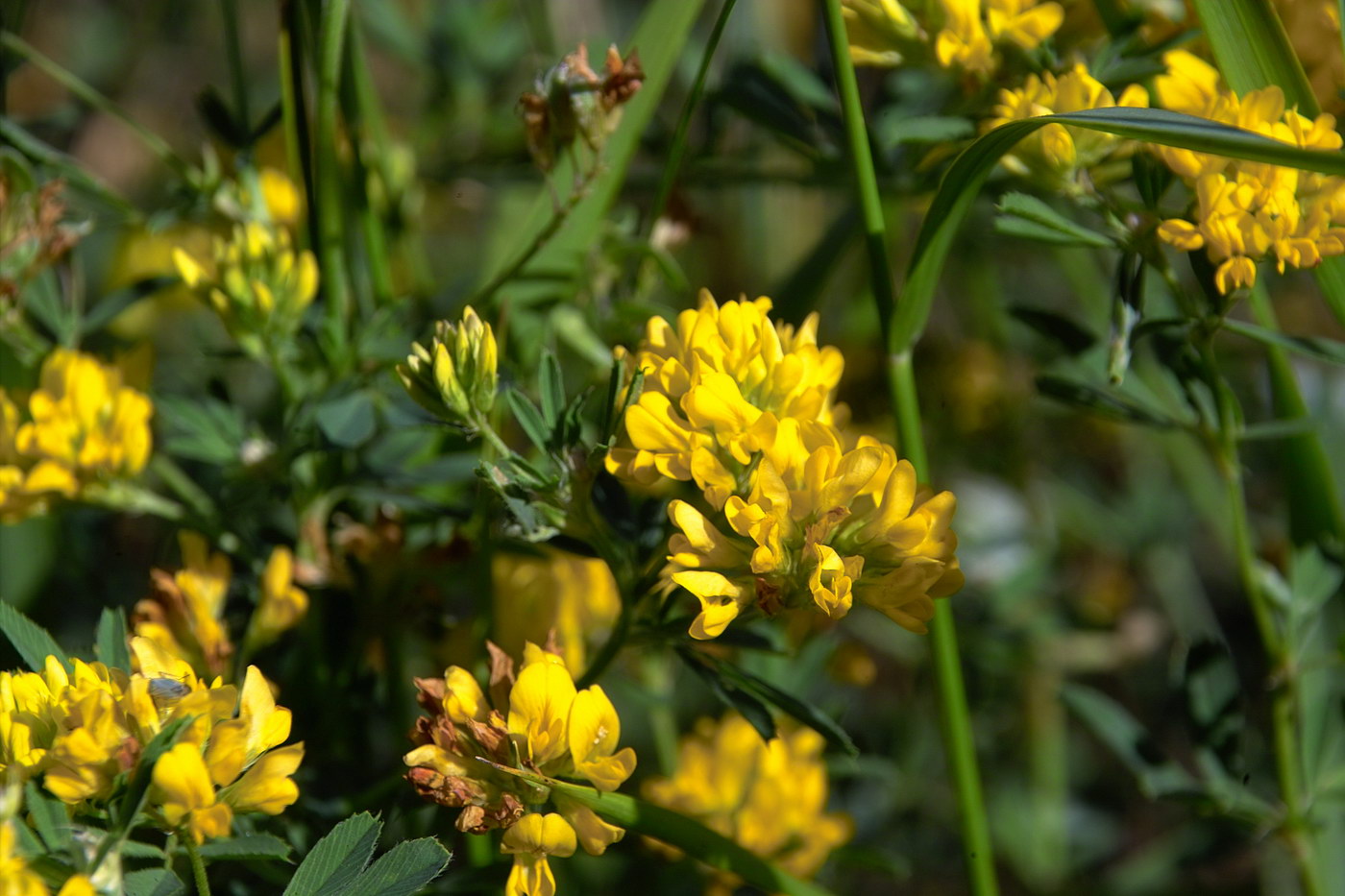 Изображение особи Medicago falcata.