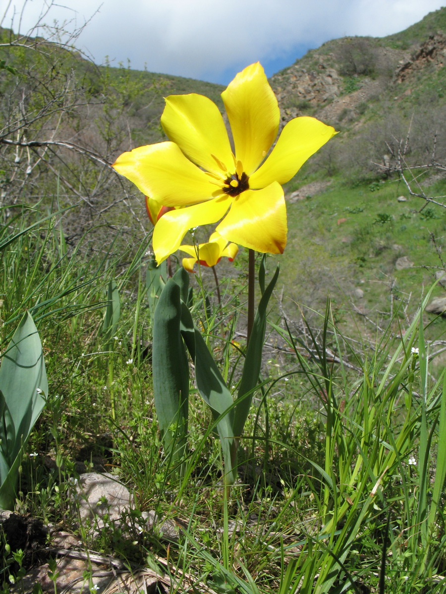 Image of Tulipa zenaidae specimen.