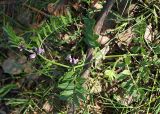 Vicia sepium