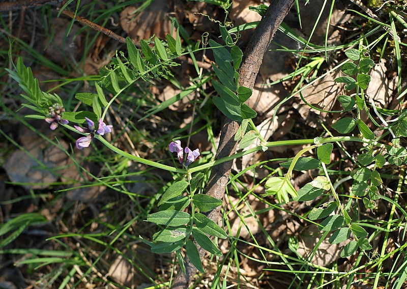 Image of Vicia sepium specimen.