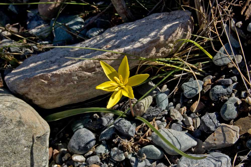 Изображение особи Tulipa uniflora.