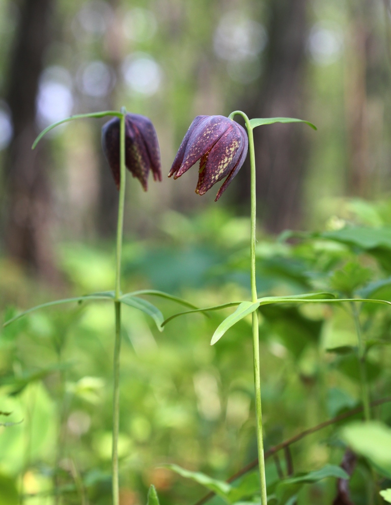 Изображение особи Fritillaria maximowiczii.