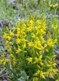 Genista germanica