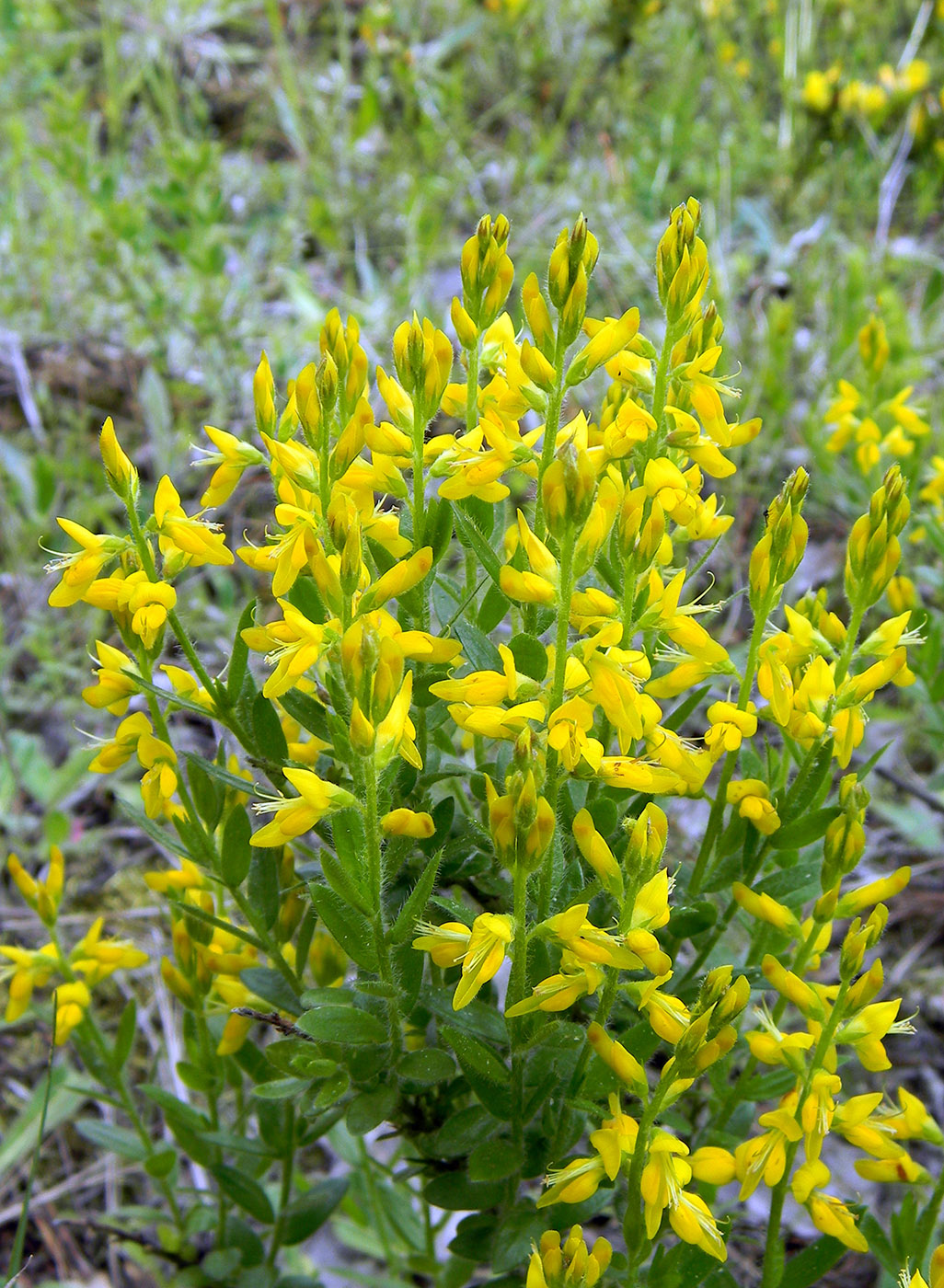 Изображение особи Genista germanica.