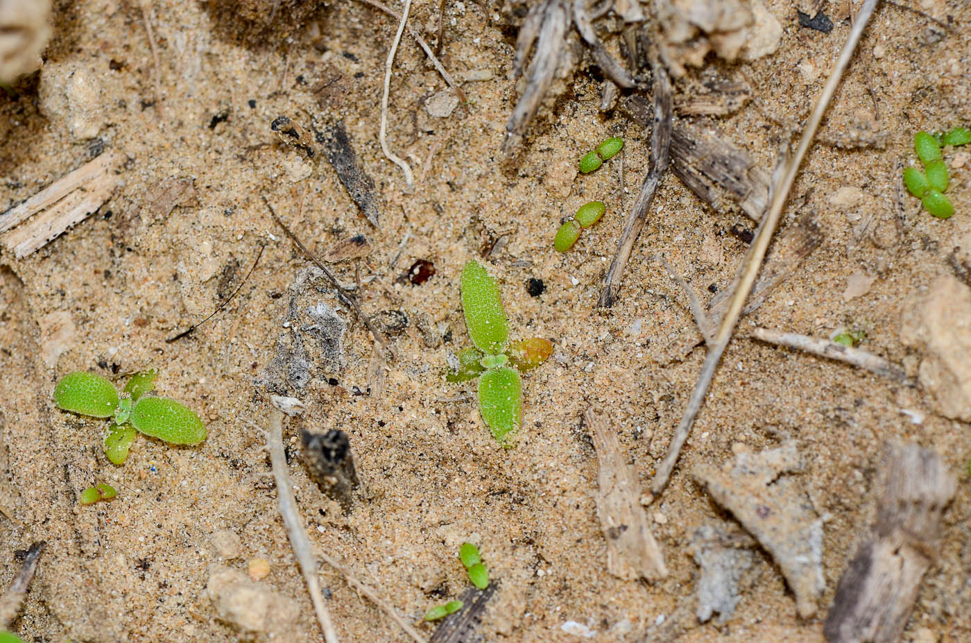 Image of Mesembryanthemum crystallinum specimen.