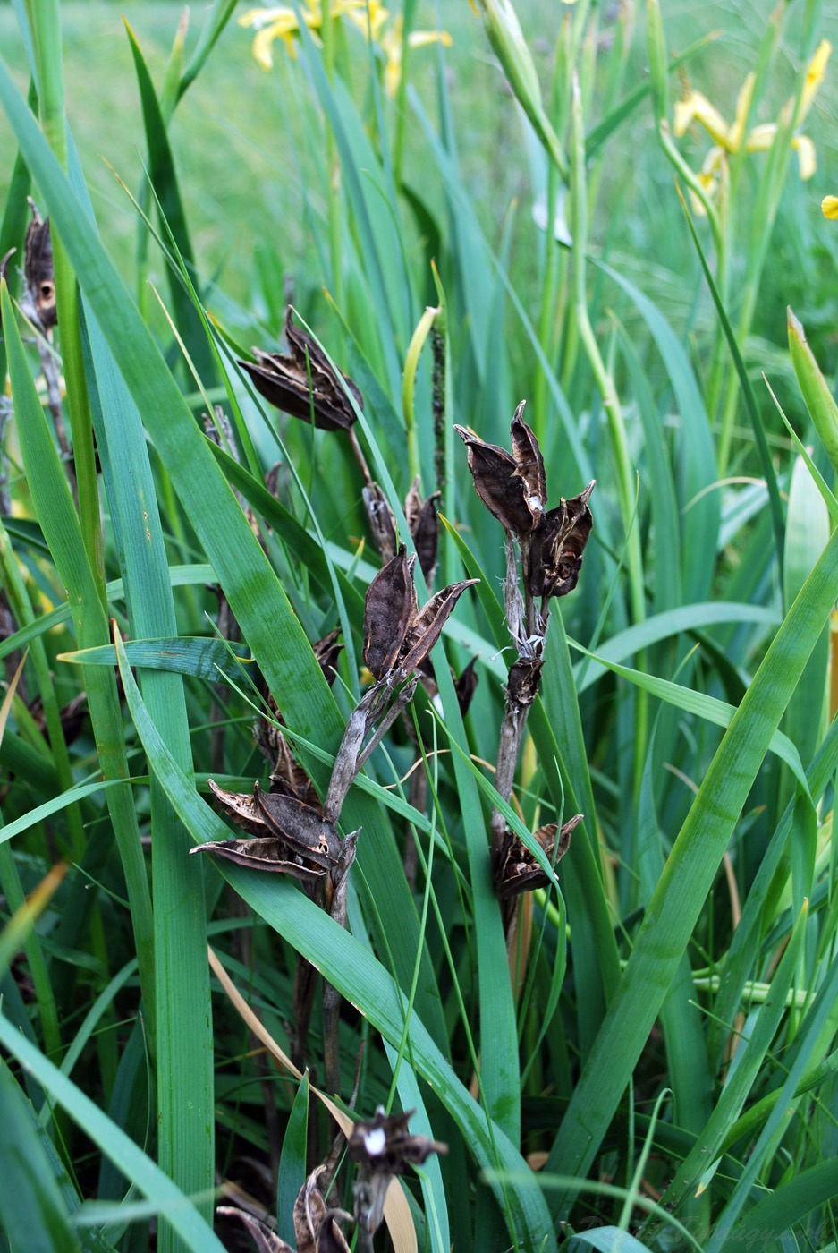 Изображение особи Iris halophila.