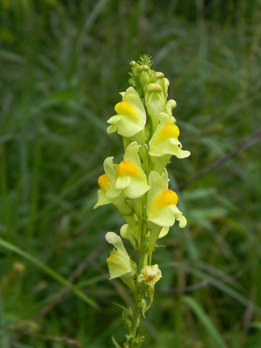 Изображение особи Linaria vulgaris.