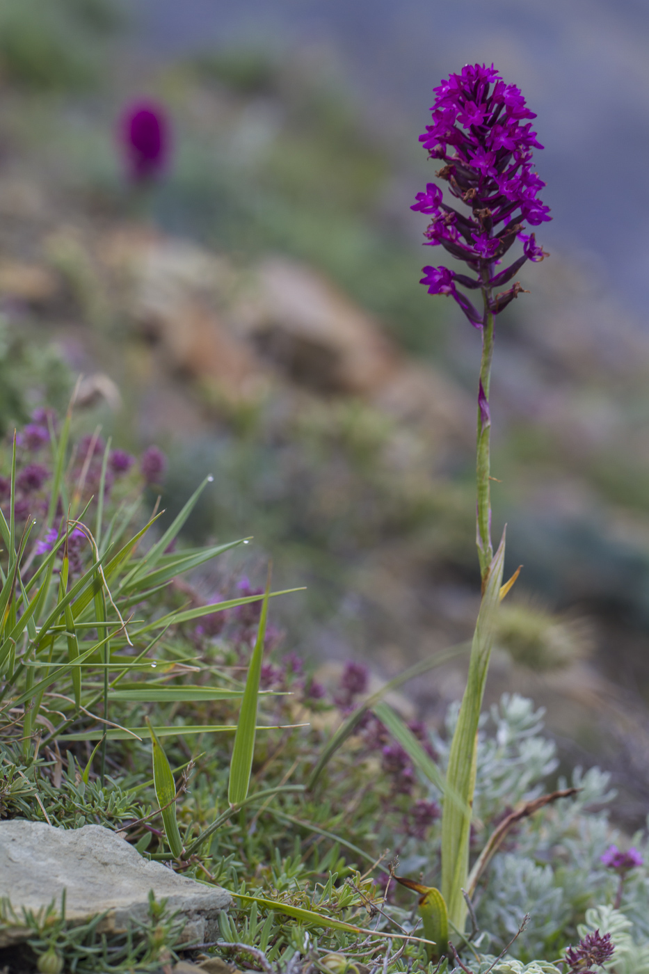 Изображение особи Anacamptis pyramidalis.