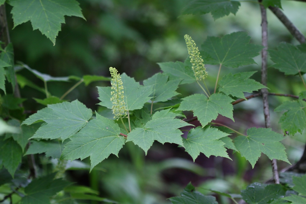 Image of Acer ukurunduense specimen.