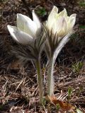 Pulsatilla uralensis