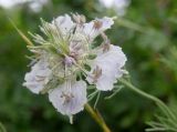 Nigella arvensis. Цветок. Краснодарский край, г. Новороссийск, окр. села Мысхако, приморский склон горы Колдун. 28.06.2016.