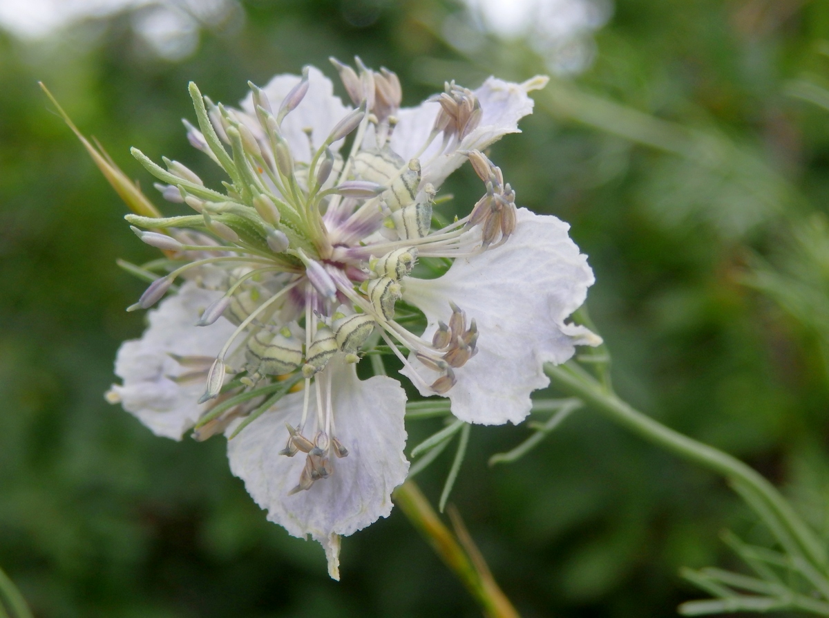 Изображение особи Nigella arvensis.