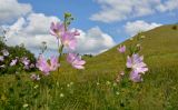 Malva thuringiaca