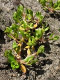 Montia arvensis. Бутонизирующие растения. Нидерланды, провинция Drenthe, Spijkerboor, редко испольуемая грунтовая дорога. 17 апреля 2010 г.