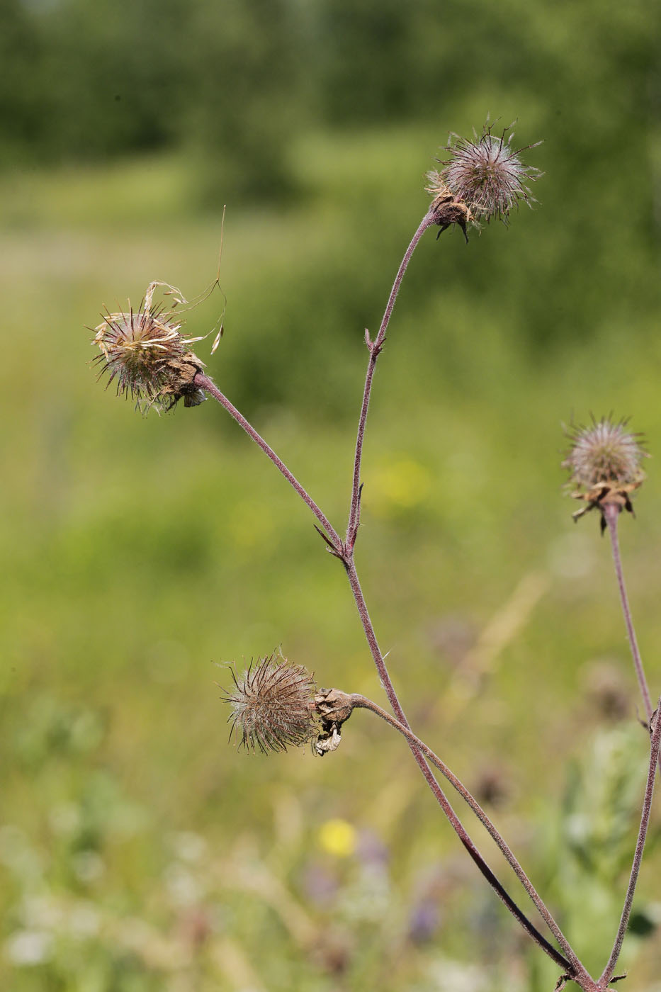 Image of Geum rivale specimen.