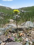 Draba nemorosa. Цветущее растение. Кыргызстан, Чуйская обл., Панфиловский р-н, вост. часть Таласского Алатау, истоки р. Суусамыр под пер. Алабель, 2800 м н.у м. 2 июня 2016 г.