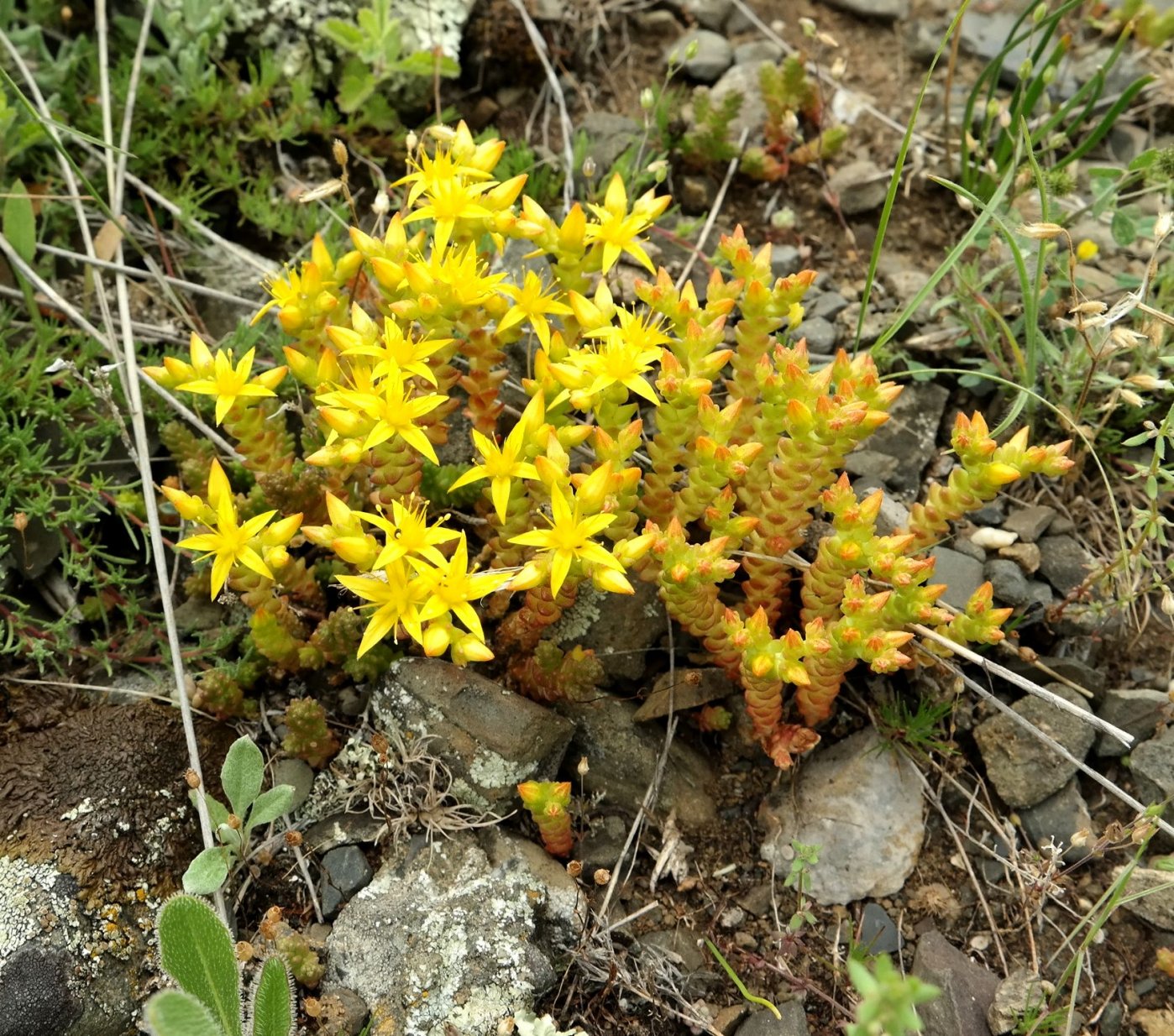 Image of Sedum acre specimen.