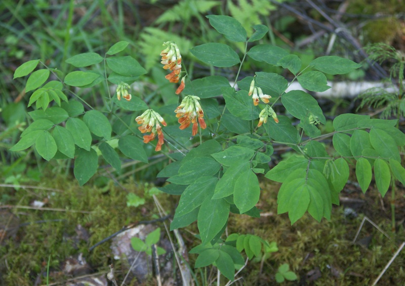 Изображение особи Lathyrus laevigatus.