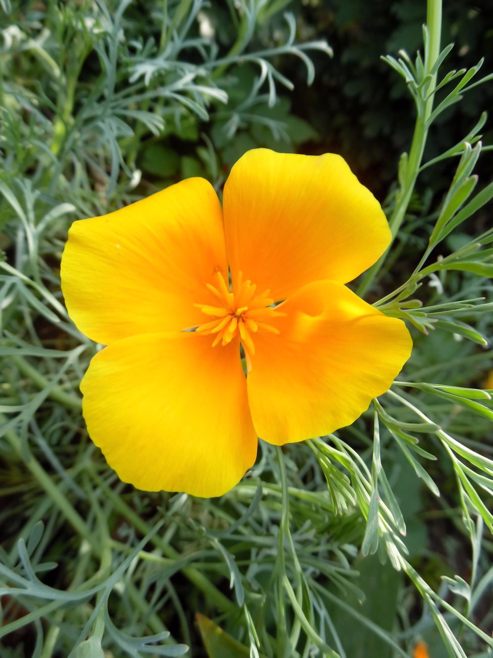 Image of Eschscholzia californica specimen.