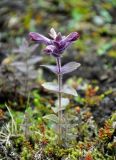 Bartsia alpina. Цветущее растение. Исландия, национальный парк Ландманналаугар, поросший мхами склон вулкана. 02.08.2016.