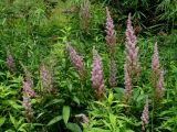 Astilbe chinensis