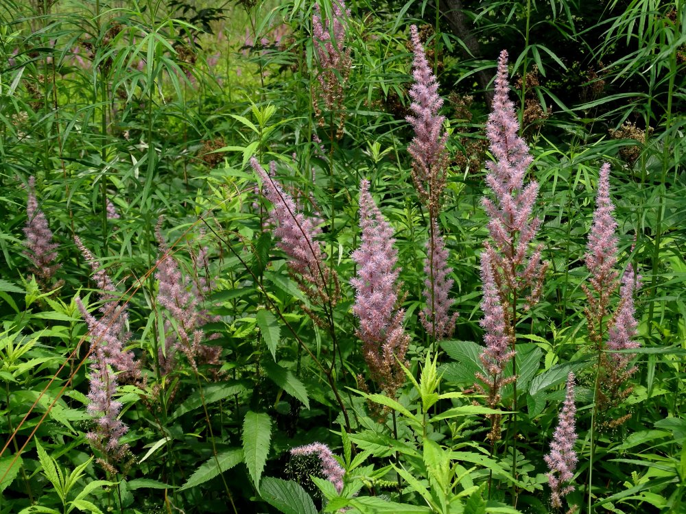 Изображение особи Astilbe chinensis.