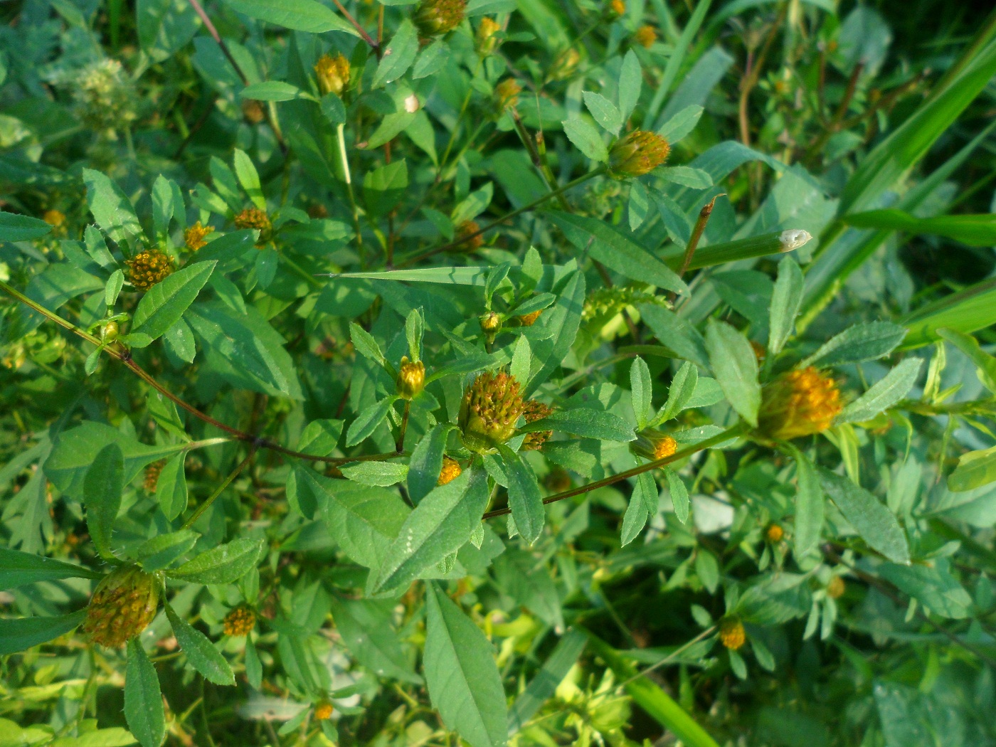 Image of Bidens frondosa specimen.