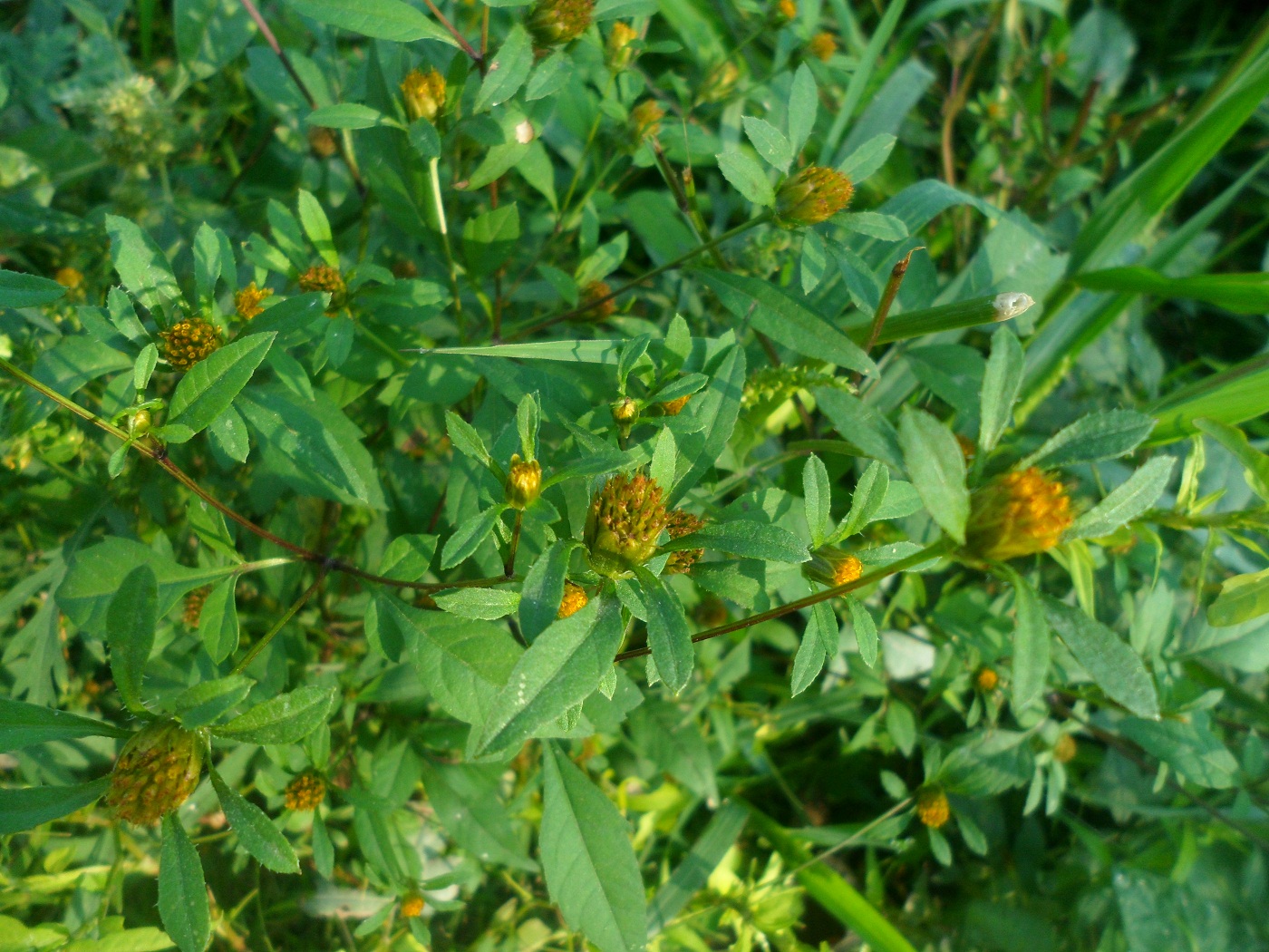 Изображение особи Bidens frondosa.