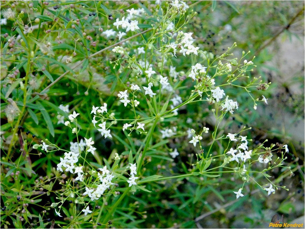 Изображение особи род Galium.