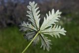 Potentilla argentea