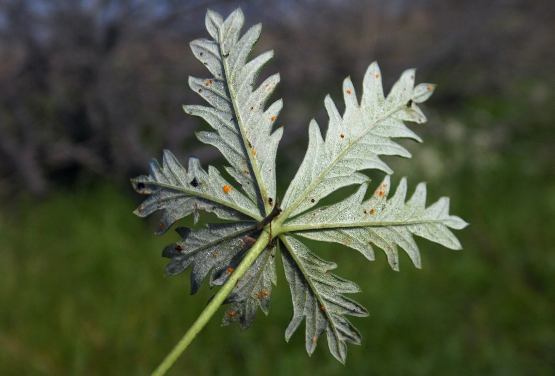 Изображение особи Potentilla argentea.