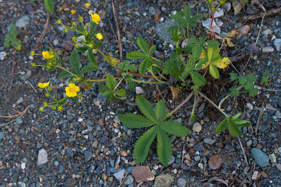 Image of Potentilla chrysantha specimen.