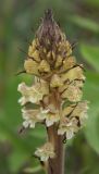 Orobanche pallidiflora. Соцветие. Ленинградская обл., Ломоносовский р-н, у дер. Мал. Забородье. 14.08.2008.