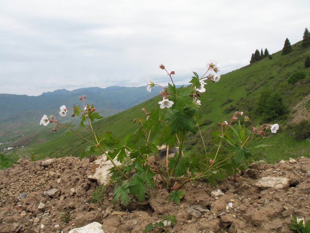 Image of Geranium albiflorum specimen.