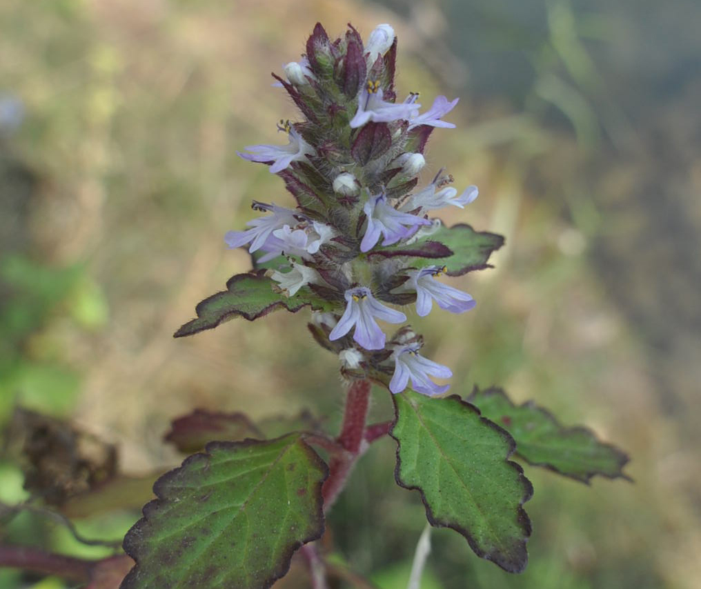 Image of genus Ajuga specimen.