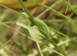 Centaurium erythraea. Часть стебля с листьями. Украина, г. Запорожье, о-в Хортица, северный берег. 16.07.2016.