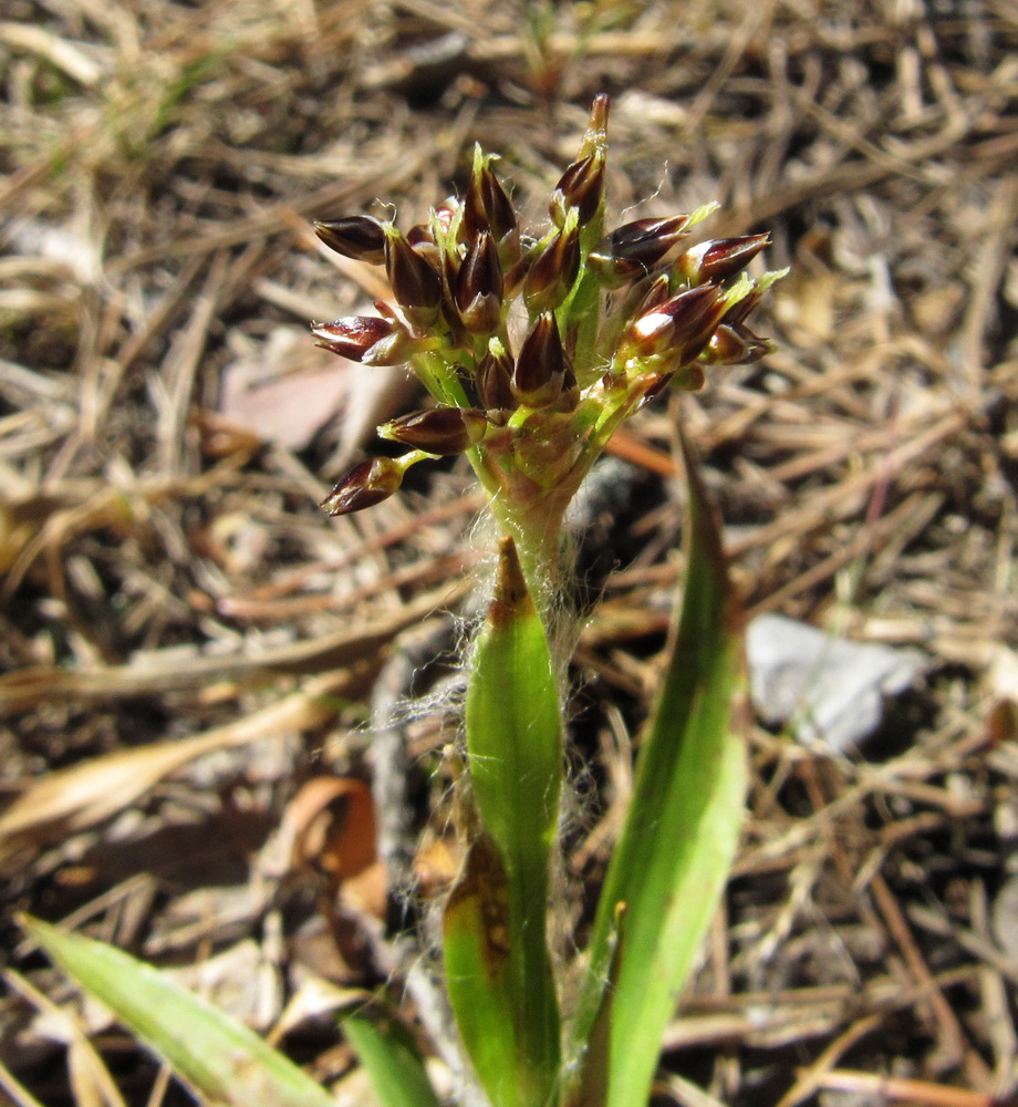 Image of Luzula pilosa specimen.