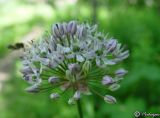 Allium quercetorum