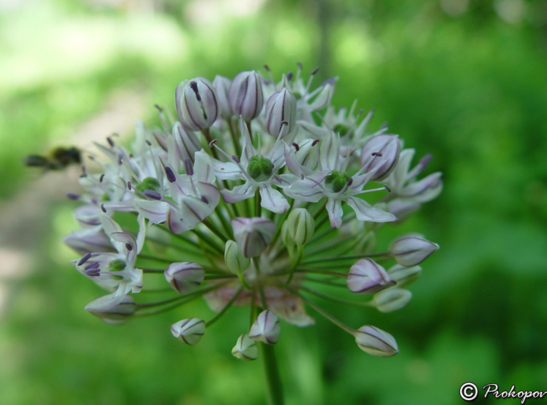 Изображение особи Allium quercetorum.