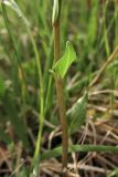 Globularia bisnagarica. Часть цветоносного побега. ФРГ, земля Северный Рейн-Вестфалия, р-н Ойскирхен, окр. г. Бад-Мюнстерайфель, мелкоземистый участок с разреженной растительностью на луговом склоне. 27 мая 2010 г.