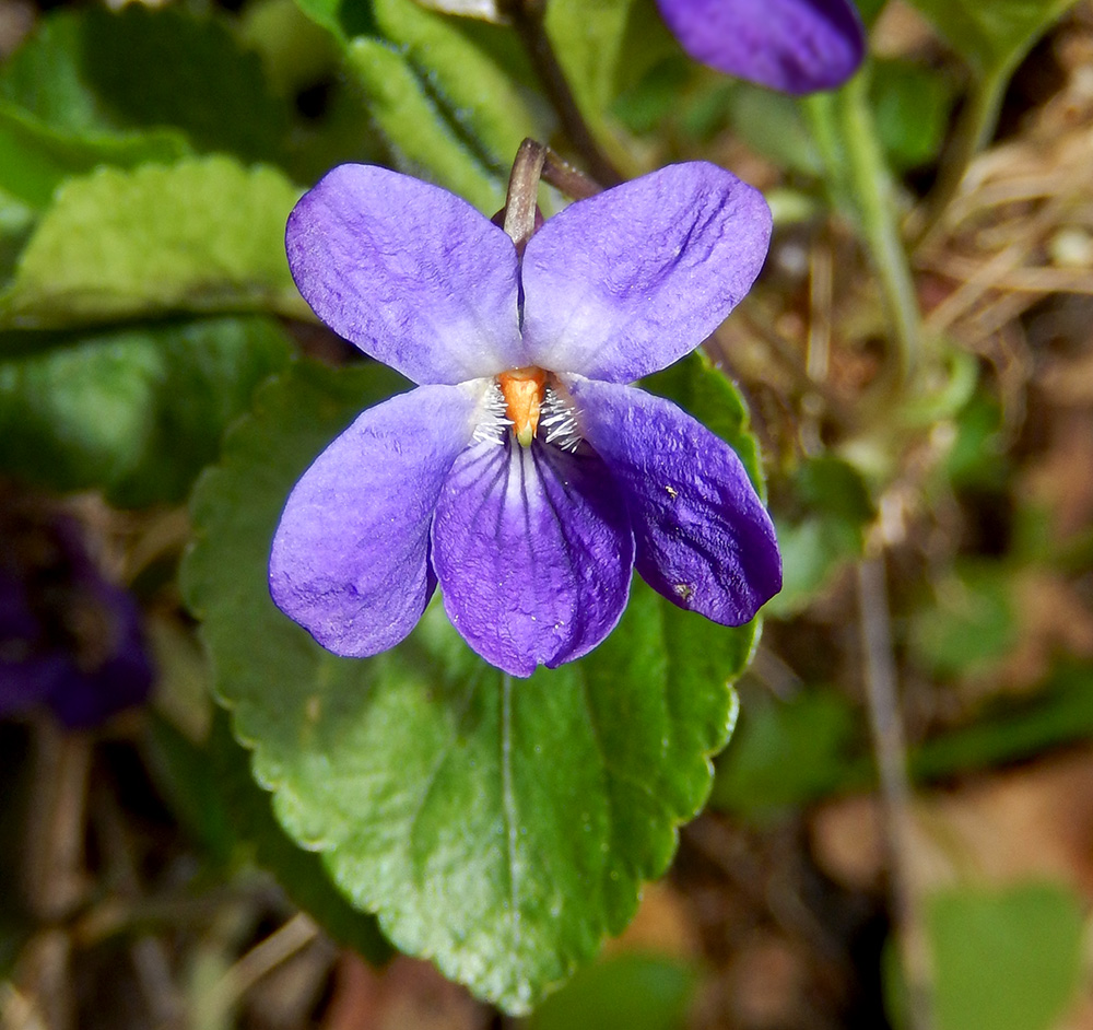 Image of Viola odorata specimen.