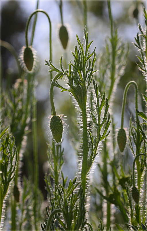 Image of Papaver stevenianum specimen.