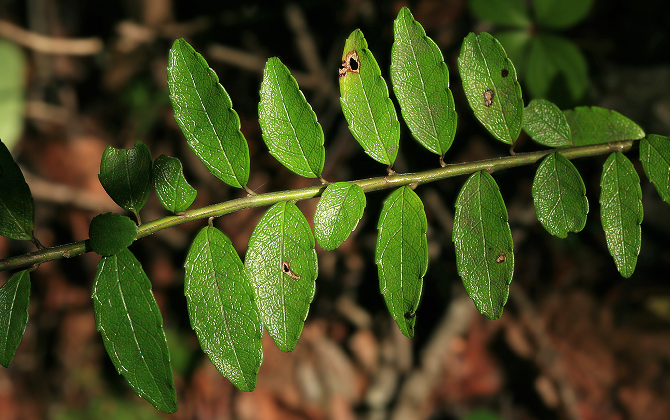 Изображение особи Ilex rugosa.