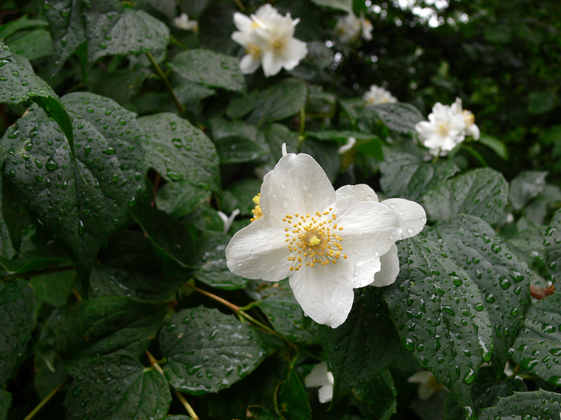 Изображение особи род Philadelphus.