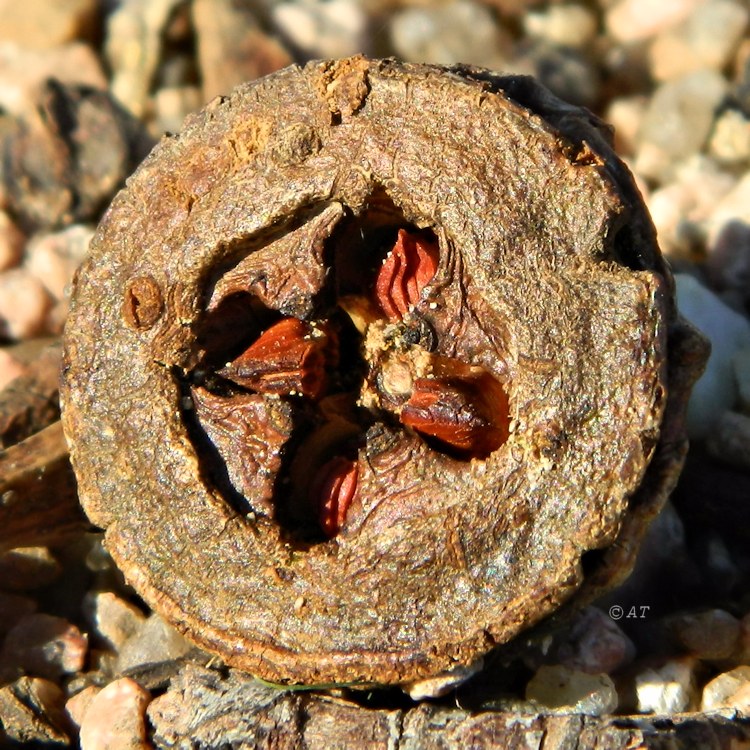 Image of genus Eucalyptus specimen.