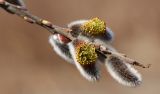 Salix schwerinii