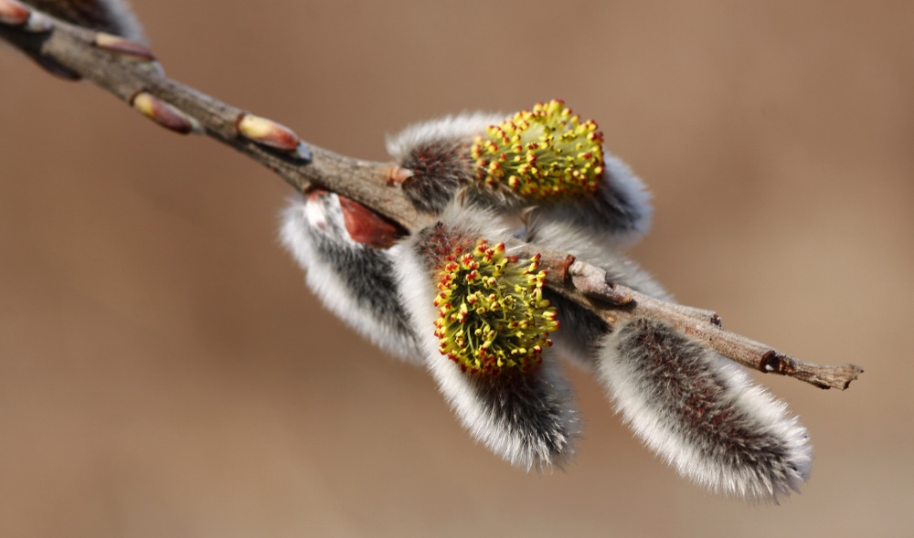 Изображение особи Salix schwerinii.